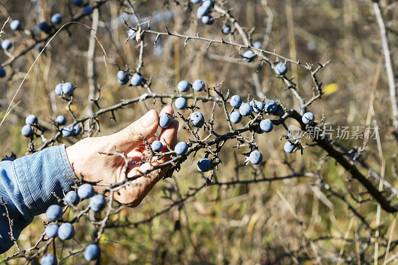 黑刺莓(Prunus spinosa)